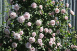 Роза плетистая Эш Венздей (Rosa Climber Ash Wednesday) С6