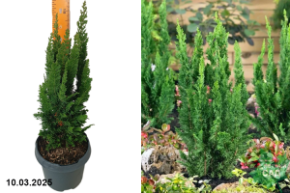 Chamaecyparis lawsoniana Little Spire
