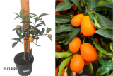 Цитрус гибр. Кумкват штамб. С5 э