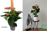 Антуриум Андре Свит Дрим (Anthurium andreanum Sweet Dream) Р14