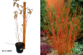 нмитрвввыв