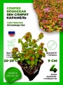 Спирея японская Зен Спирит Карамель