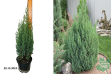 Можжевельник китайский Стрикта (Juniperus chinensis Stricta) С3 х