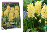 Гиацинт Джипси Принцесс (Hyacinthus Gypsy Princess) 5шт/уп