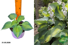 хоста аллигатор