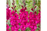 Гладиолус гибридный Натан (Gladiolus Natan) 10 шт/уп