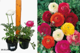 Ранункулюс (лютик) (Ranúnculus) С1