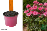 Монарда гибридная Крофтвей Пинк (Monarda Croftway Pink) С2