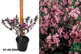 Вейгела цветущая Фоллис Пурпуреус (Weigela Foliis Purpureis) С7,5