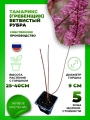 Тамарикс (Гребенщик) ветвистый Рубра