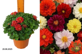 Георгина Фигаро Микс (Dahlia pinnata Figaro Mix)  С1,5