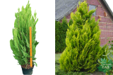Кипарисовик Лавсона Ивонне (Chamaecyparis lawsoniana Ivonne) С20