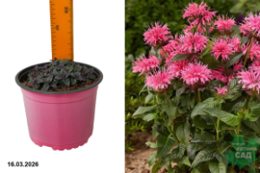 монарда пинк