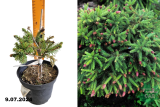 Ель обыкновенная Пуш (Picea abies Pusch) С3