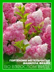 Гортензия метельчатая Ванилла Фрайз