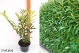 Лавровишня обыкновенная кавказкая (Prunus laurocerasus) С2 лс