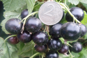 Смородина черная Ядреная