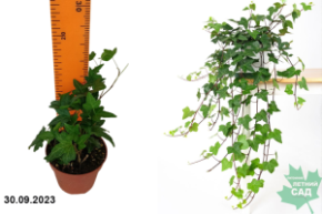 Плющ (хедера) Грин Вондер Р91