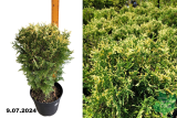 Туя западная Майнекес Цверг (Thuja occidentalis Meinecke s Zwerg) С12