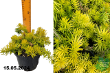 Очиток отогнутый Лемон Болл (Sedum reflexum Lemon Ball) С1,5