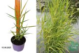 Тростник южный Варигатус (Phragmites australis Variegatus) С3 лс