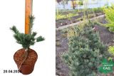 Сосна мелкоцветковая Сапфир (Pinus parviflora Saphir) С7,5