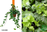 Хедера (плющ) Бриджит (Hedera helix Brigitte) Р13