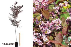 Prunus virginiana Shubert