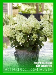 Гортензия метельчатая Би Хэппи