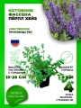 Котовник фассена Пёрпл Хейз