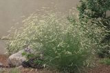 Бутелуа изящная (Bouteloua gracilis) С2