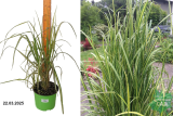 Вейник остроцветковый Эльдорадо (Calamagrostis acutifolia Eldorado) С2 лс
