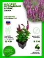 Шалфей дубравный Апекс Пинк