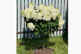 Гортензия метельчатая Бобо штамб (Hydrangea paniculata Bobo) С5