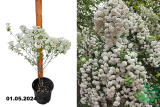 Спирея Вангутта (Spiraea vanhouttei) С7,5