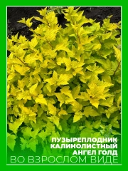 Пузыреплодник калинолистный Ангел Голд