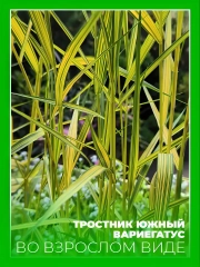 Тростник южный Вариегатус