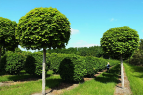 acer globosum