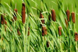 Рогоз грациозный (Typha gracilis) С1.5 лс