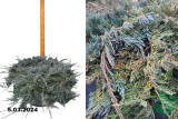 Можжевельник горизонтальный Эмеральд Спредер (Juniperus horizontalis Emerald Spreader) С26