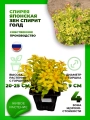 Спирея японская Зен Спирит Голд
