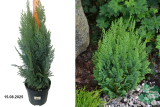 Кипарисовик Лавсона Вайт Спот (Chamaecyparis lawsoniana White Spot) С3