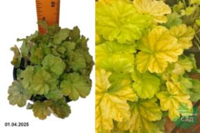 Гейхера Нозерн Икспожэ Лайм