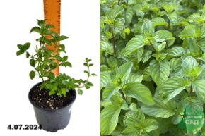 Мята Бергамот (Mentha Citrus Bergamia) С1,5
