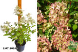 Гортензия метельчатая Пастель Грин (Hydrangea paniculata Pastelgreen) С3