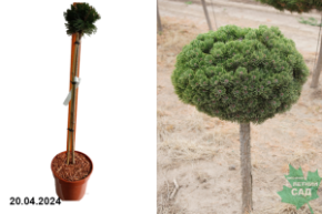 Сосна горная Бенджамин С51