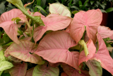 Сингониум микс (Syngonium) Р12