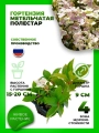 Гортензия метельчатая Полестар