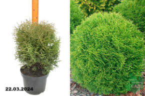 Туя западная Хозери (Thuja occidentalis Hozery) С5