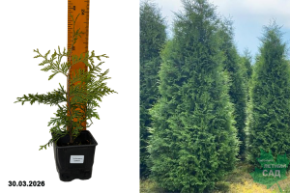 туя западная брабант